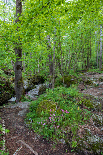 Ysperklamm in Austria, Waterfalls in Nature photo