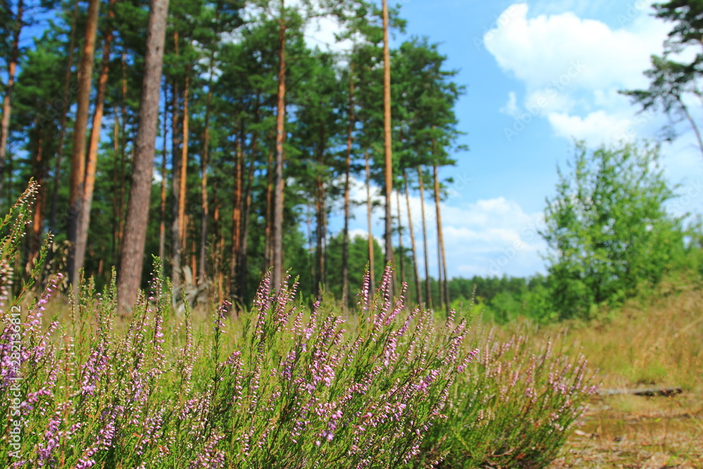 Heather plant in forest, Poland Heather plant in forest, Poland