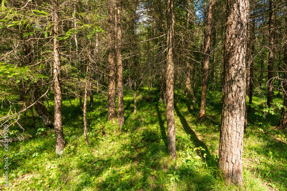 Fototapeta premium Mitten im Wald