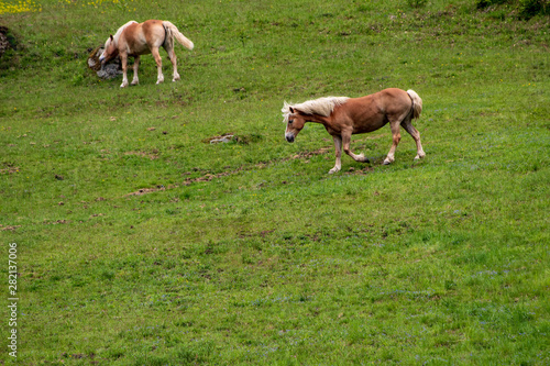 Horses on an hill in green grass in Austria