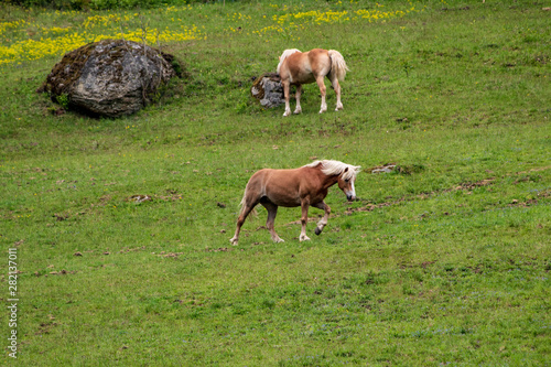 Horses on an hill in green grass in Austria