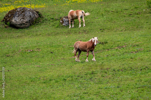 Horses on an hill in green grass in Austria