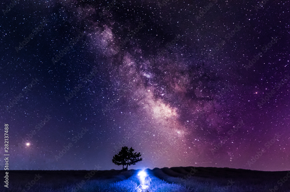 Plakat Droga Mleczna przecinająca niebo nad drzewem w lawendowym polu.