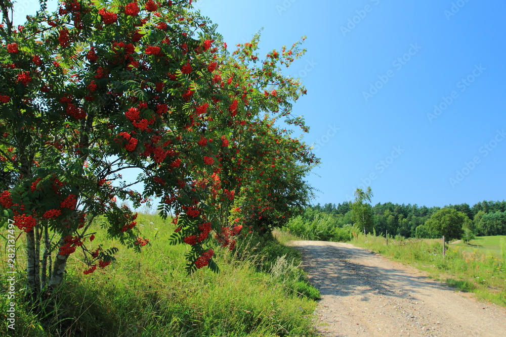 Rowan tree at the edge of the road in Poland Rowan tree at the edge of the road in Poland