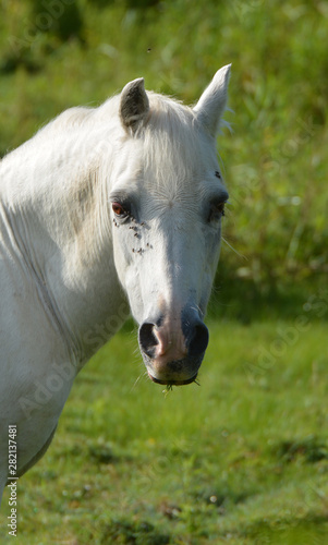 White Arabian Pony