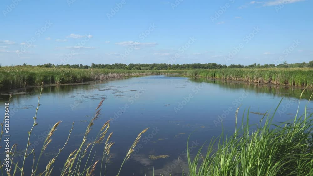 View of the lake and forest through the coastal grass View of the lake and forest through the coastal grass