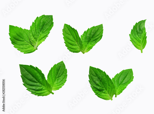 Fresh greent leaves isolated on the white background. Mint leaves isolated.