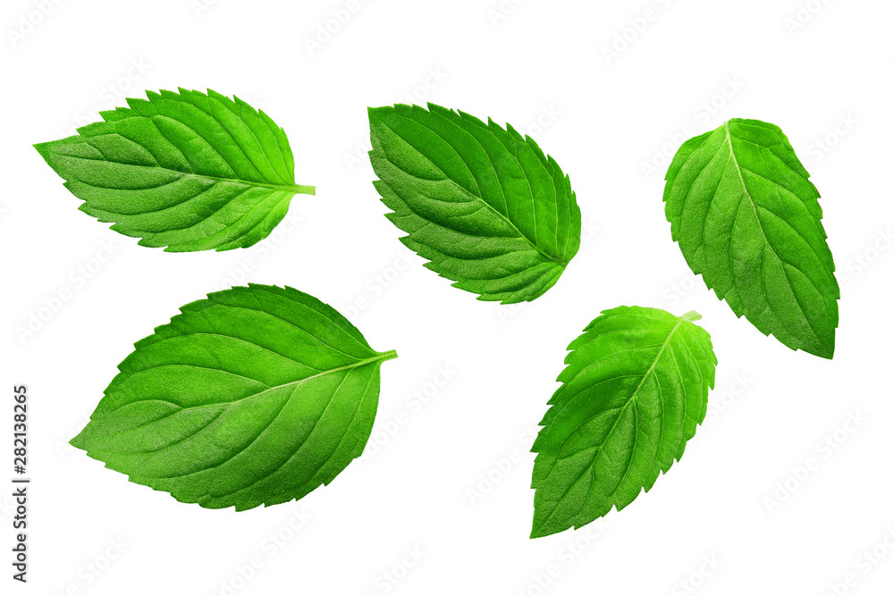Fresh greent leaves isolated on the white background. Mint, peppermint close-up. Fresh greent leaves isolated on the white background. Mint, peppermint close-up.
