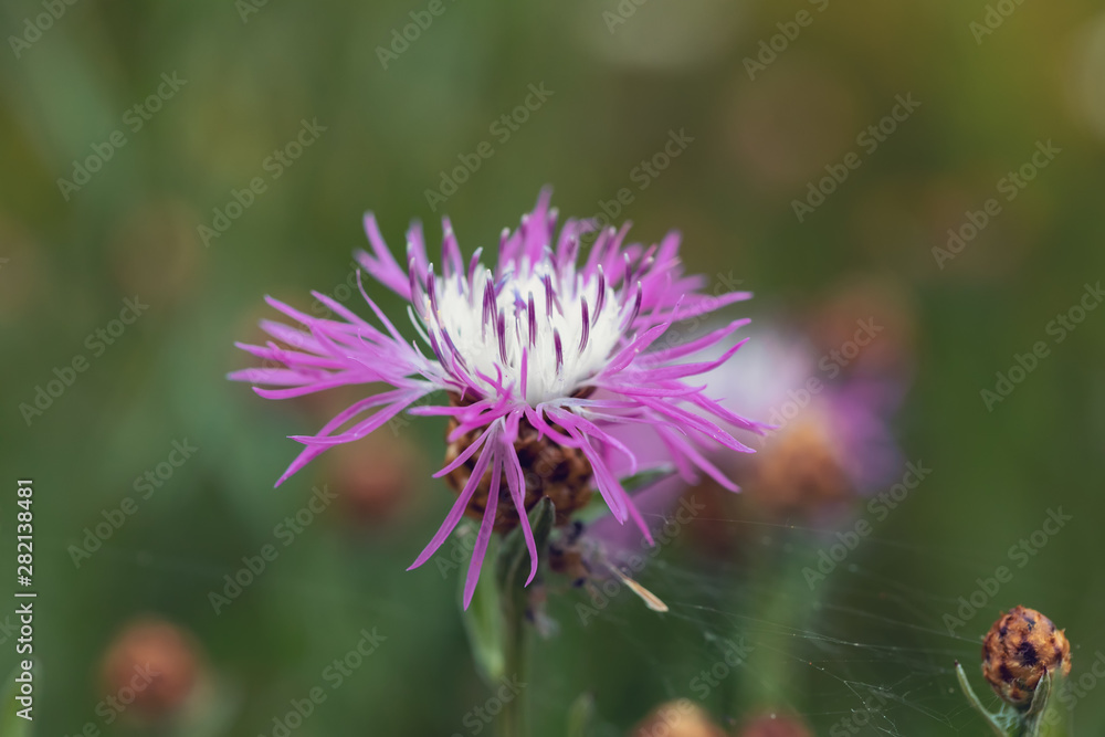 flower musk thistle, Carduus nutans