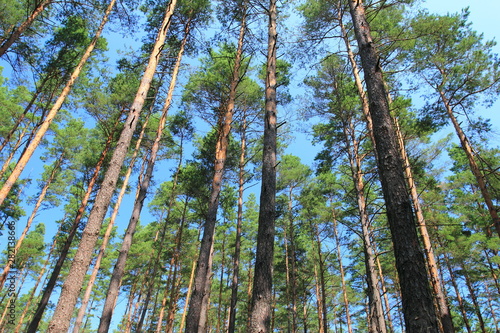 High pine trees in the forest against blue sky