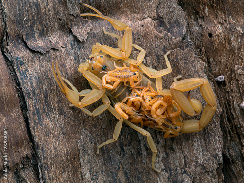 female Arizona bark scorpion, Centruroides sculpturatus, carrying babies on back, vertical, on bark, back view photo