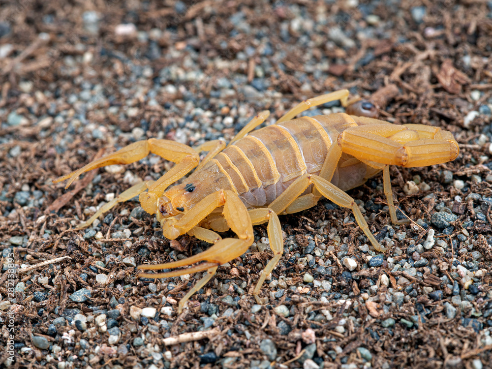 Gravid female Arizona bark scorpion, Centruroides sculpturatus, xeric morph, on sand, 3/4 view Gravid female Arizona bark scorpion, Centruroides sculpturatus, xeric morph, on sand, 3/4 view