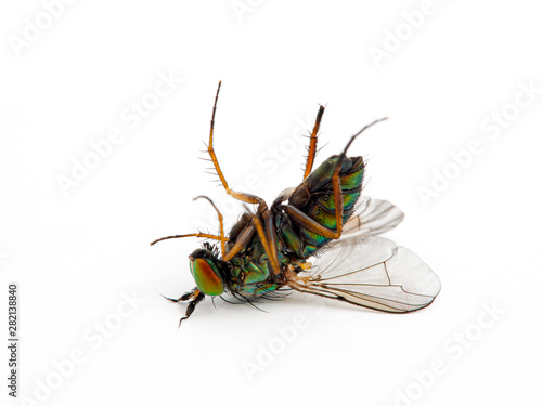 Very colorful dead male long-legged fly, Dolichopus crenatus, isolated photo