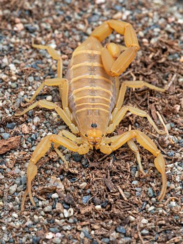 Gravid female Arizona bark scorpion, Centruroides sculpturatus, xeric morph, on sand, from above, vertical