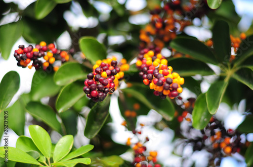 Umbrella tree rape fruits, Schefflera arboricola flowering plant in the family Araliaceae. Red balls, Gran Canaria