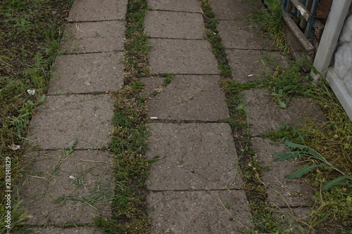 between the seams of the old concrete paving slabs sprouted grass