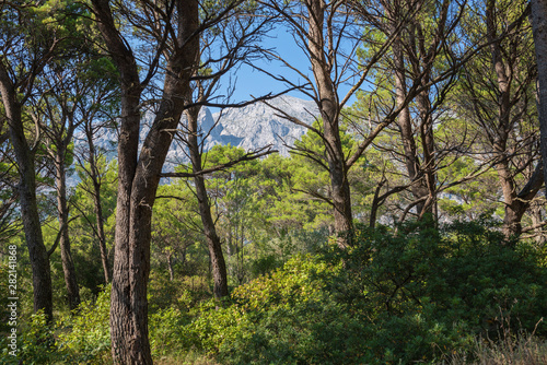 Biokovo mountain nature park and trees from Makarska Riviera, Dalmatia, Croatia