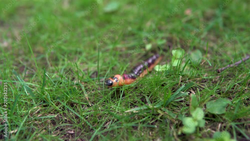 A large caterpillar crawls on the grass A large caterpillar crawls on the grass