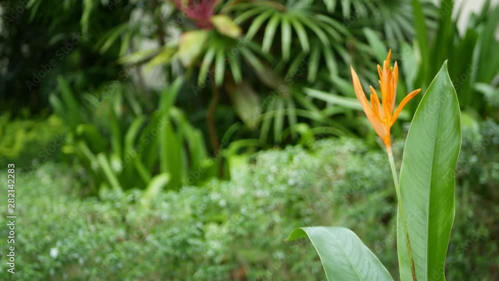 Orange and yellow heliconia, Strelitzia, Bird of Paradise macro close-up, green leaves in background. Paradise tropical exotic flower blooming in rainforest or garden. Soft selective focus, copy space Orange and yellow heliconia, Strelitzia, Bird of Paradise macro close-up, green leaves in background. Paradise tropical exotic flower blooming in rainforest or garden. Soft selective focus, copy space