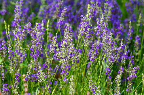 Lavandula or lavender respectively, background of flowering plants.