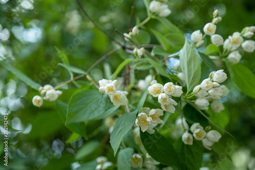 blossom bird-cherry bush in city park in spring