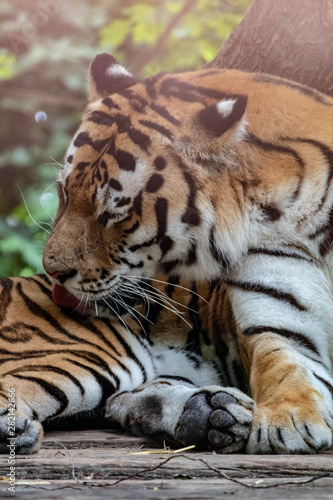 Fototapeta Naklejka Na Ścianę i Meble -  Tiger in an zoo in Lignano, parco zoo punta verde