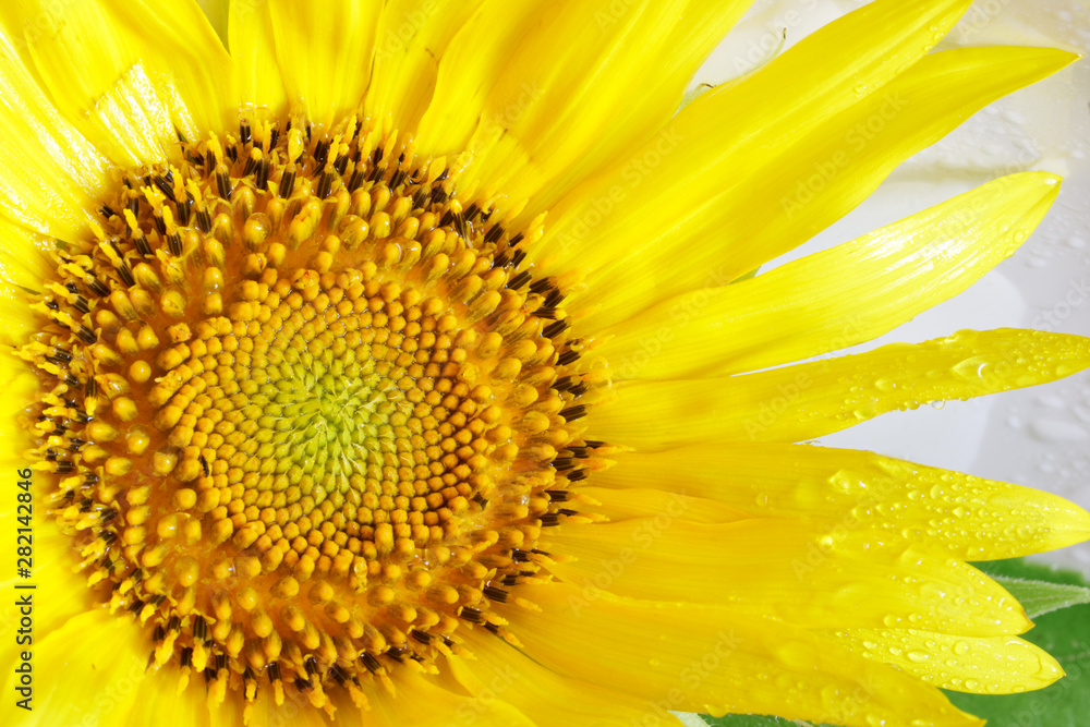 Obraz premium Wet sunflower inflorescence from rain and dew on a white background. Drops of moisture. Farm harvest. Close-up