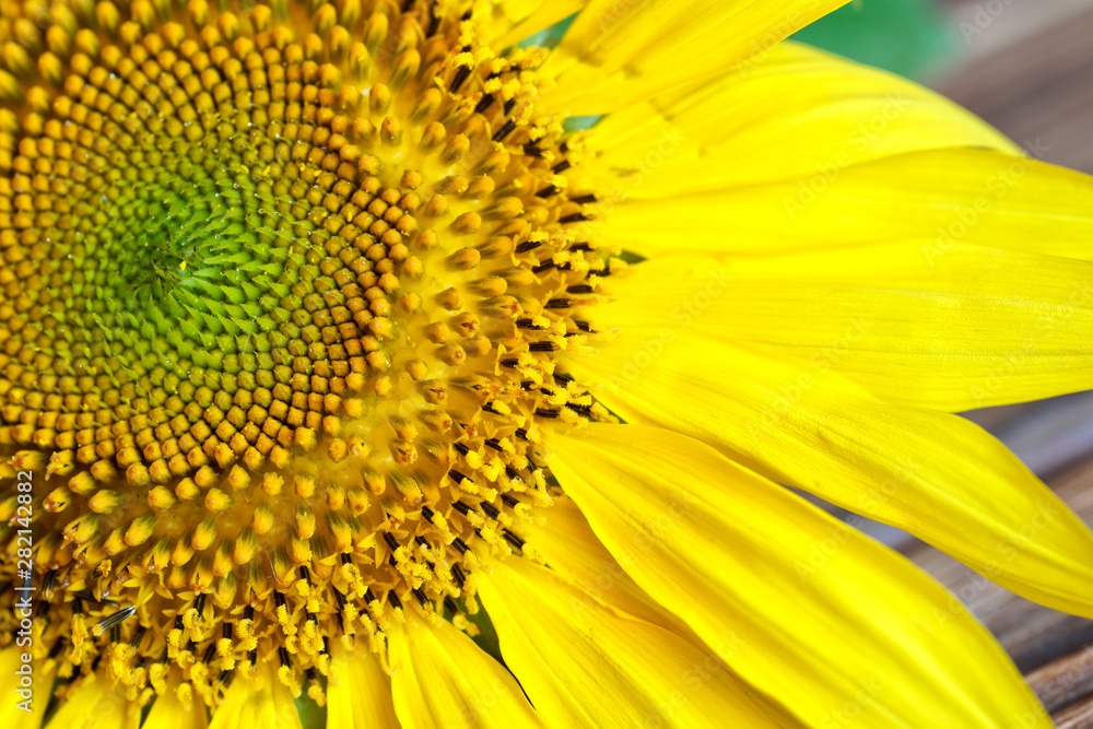 Amazing detailed inflorescence of a sunflower on a wooden surface. Macro Amazing detailed inflorescence of a sunflower on a wooden surface. Macro