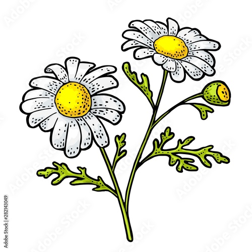 Chamomile flower with leaf. Color engraving vintage illustration on white background