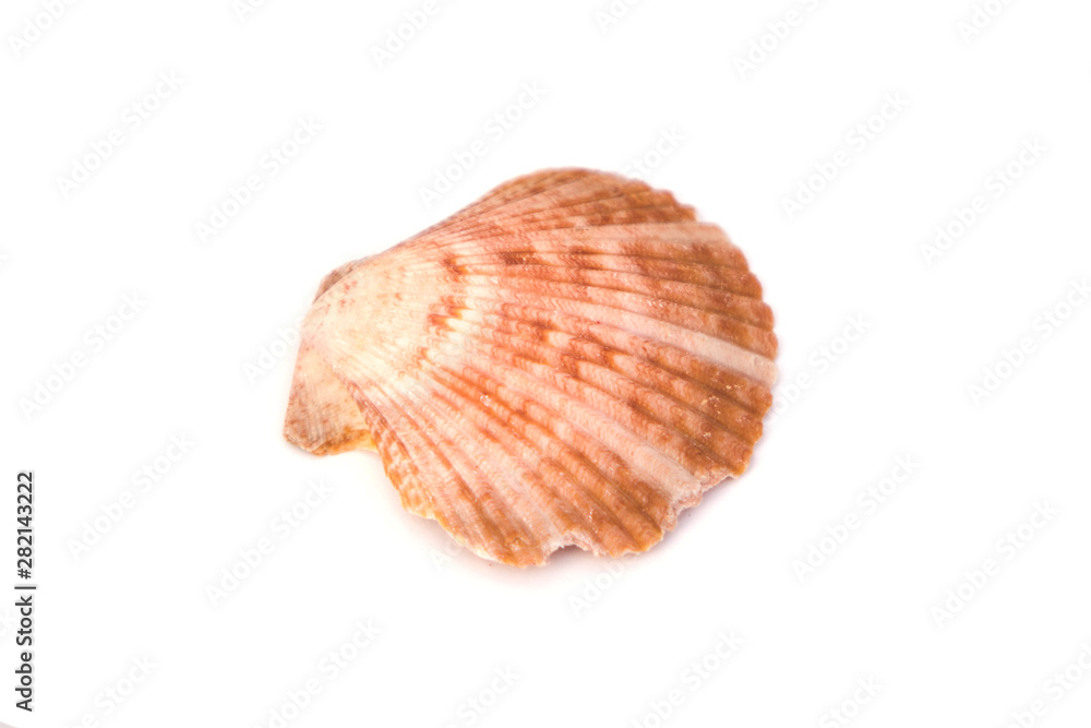 Close up of ocean shell isolated on white background.