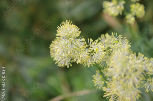 Tenderness and softness of a small flower close up.