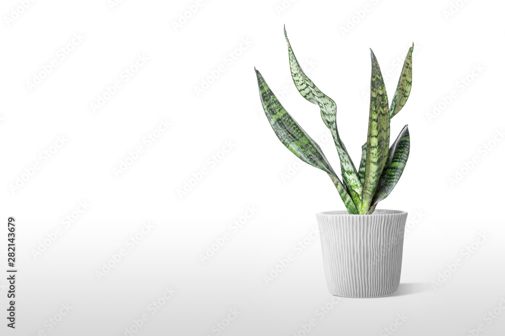 Sansevieria plant in pot on white table Sansevieria plant in pot on white table