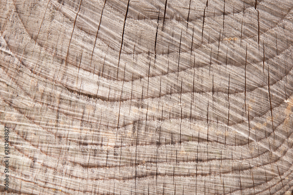 Fototapeta premium Tree bark texture. Nature wood background. Texture pattern of figured cracked bark.