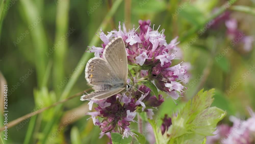 Female Chalk Hill Blue  ( Polyommatus coridon ) on Marjoram