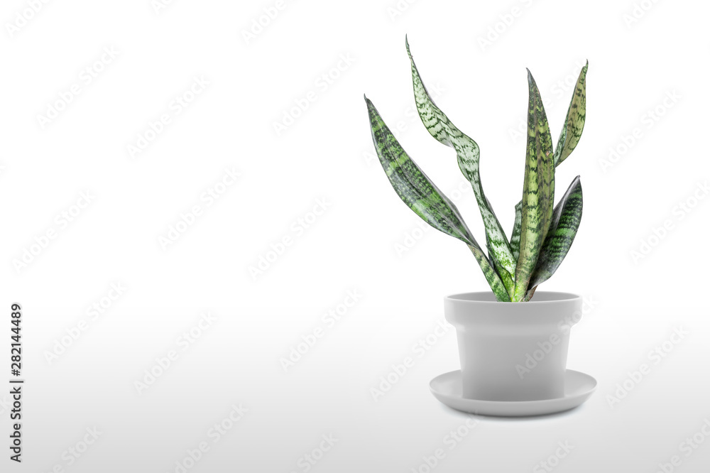 Sansevieria plant in pot on white table Sansevieria plant in pot on white table