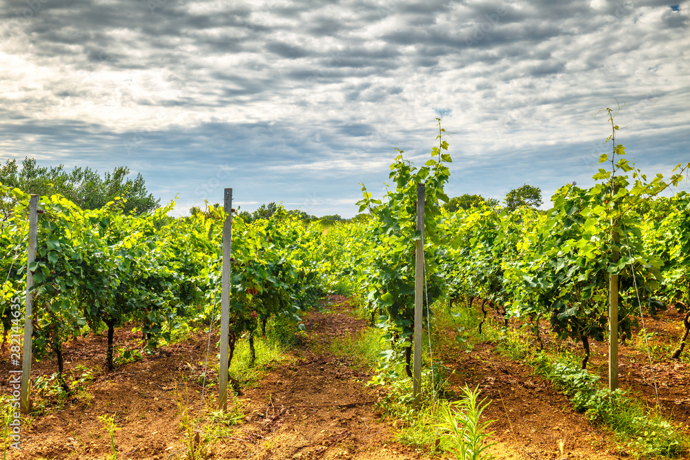 A vineyard field in a summer landscape. Privlaka village in Croatia, Europe.