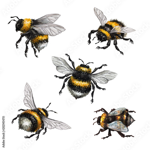 Fotobehang watercolor illustration, assorted bumblebees, wild insect clip art, isolated on