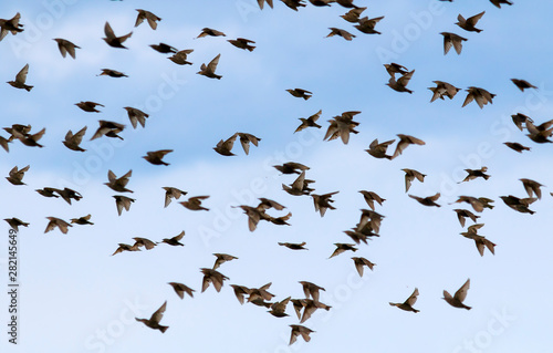  large flock of starlings birds are rapidly waving their wings and flying against the blue summer sky
