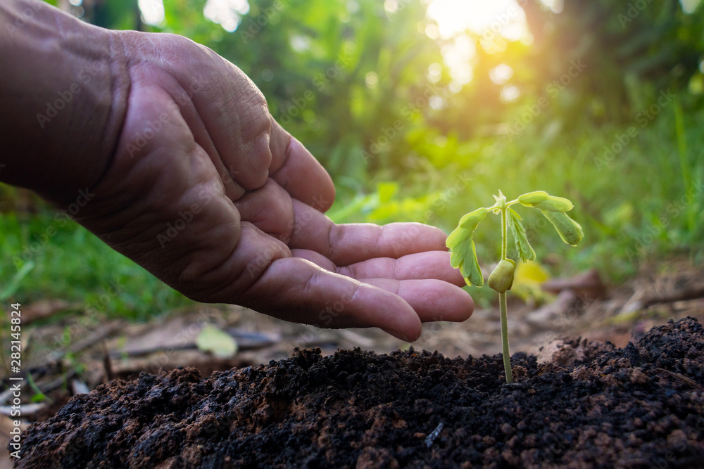 Fototapeta premium Finger is touch growing plant,Young plant in the morning light on ground background, New life concept. Finger and Small plants on the ground in spring.fresh,car ,Photo fresh and Agriculture concept i