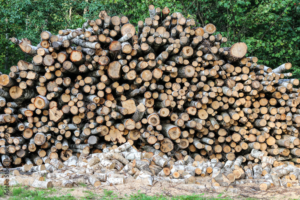 Sawn logs of birch forestry.  Woodpile, firewood.  View from the end of the logs. View along the logs trunks.