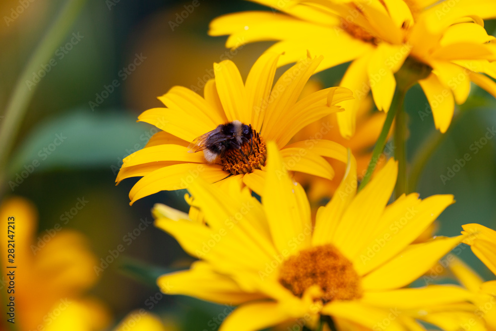 Bumblebee on yellow flower Bumblebee on yellow flower