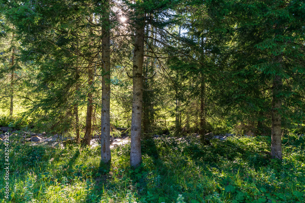 Im Wald Im Wald