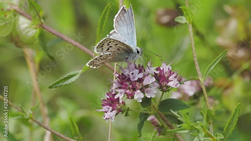 Wallpaper Mural Male Chalk Hill Blue  ( Polyommatus coridon ) on Marjoram Torontodigital.ca
