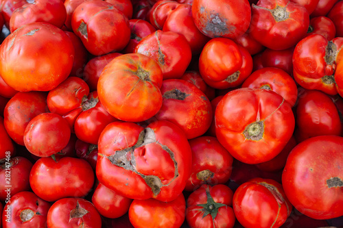 ugly tomatoes