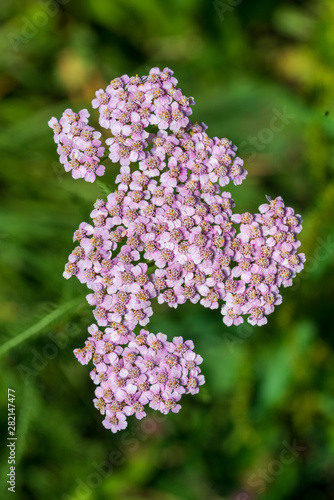 Wallpaper Mural Schafgarbe Torontodigital.ca