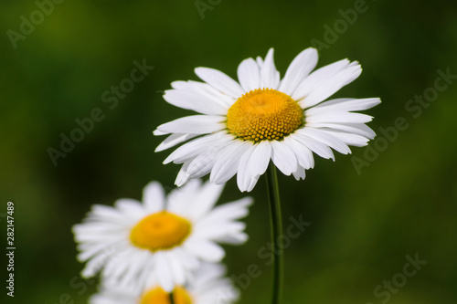 closeup of chamomile