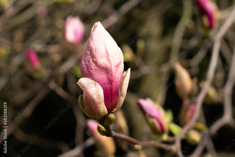 SPRING FLOWERS NATURE GARDEN ON THE SKY BACKGROUND SPRING FLOWERS NATURE GARDEN ON THE SKY BACKGROUND