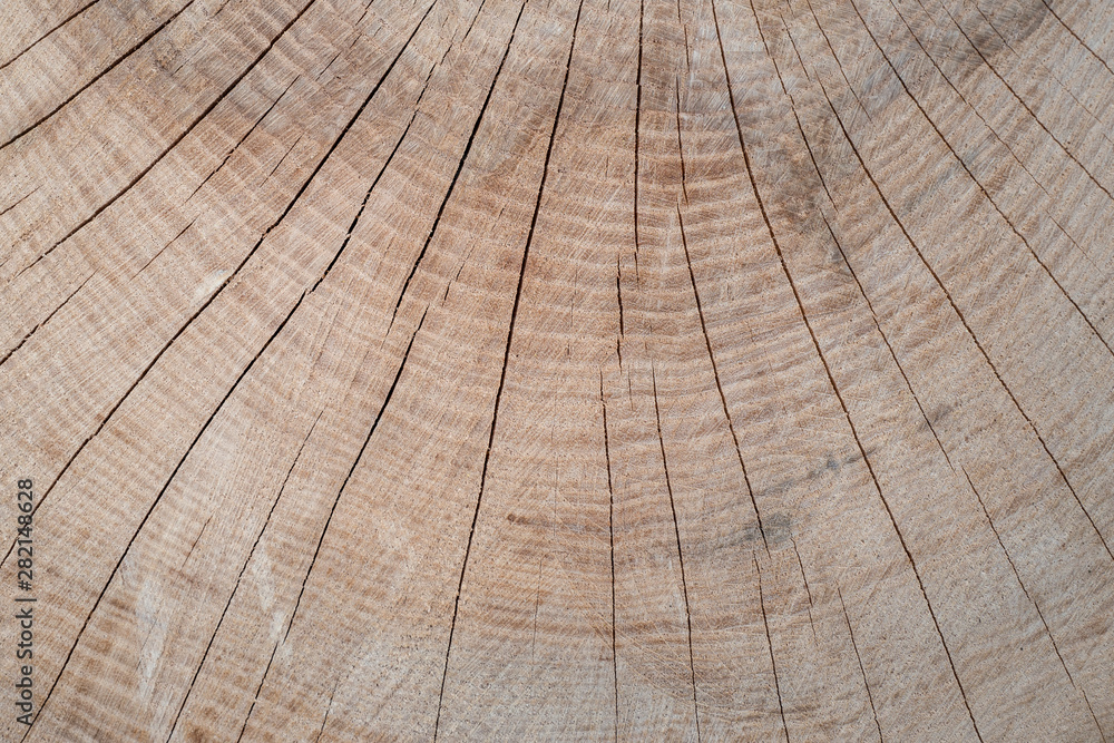 Fototapeta premium Holzstamm im Querschnitt