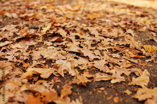 background texture - autumn dry withered yellow leaves closeup. Copy space, autumn concept.