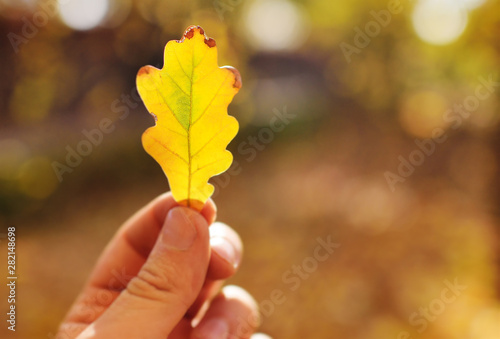 yellow fallen oak leaf close-up in hand on the background of autumn Park and sunlight. autumn concept  copy space  space for text.